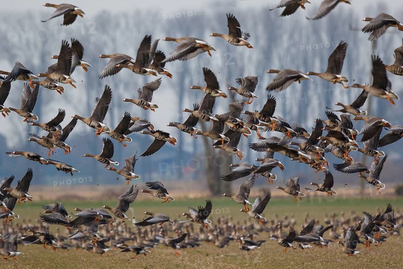 Greater White-fronted Goose (Anser albifrons) group flying, North Rhine-Westphalia, Germany