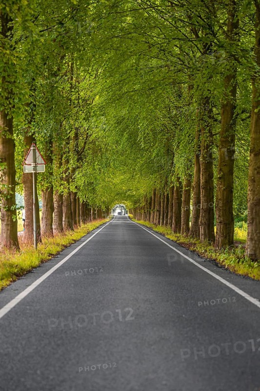 Empty Alley with Green Trees, The Hague, Netherlands