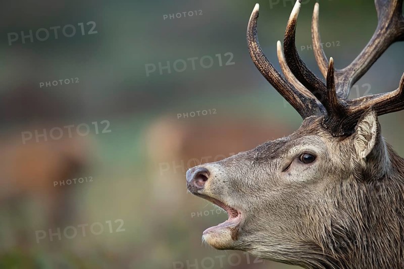 Red deer (Cervus elaphus) adult male stag animal roaring with its mouth open during the annual rut in autumn, England, United Kingdom