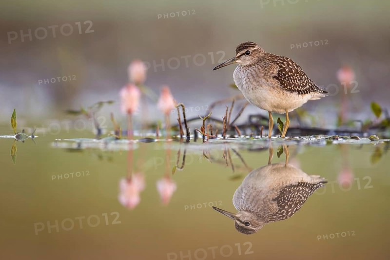 Wood Sandpiper (Tringa glareola) foraging, Poland