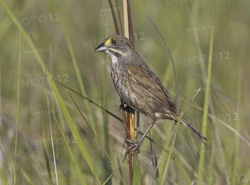 Seaside Sparrow (Ammodramus maritimus), Delaware, USA