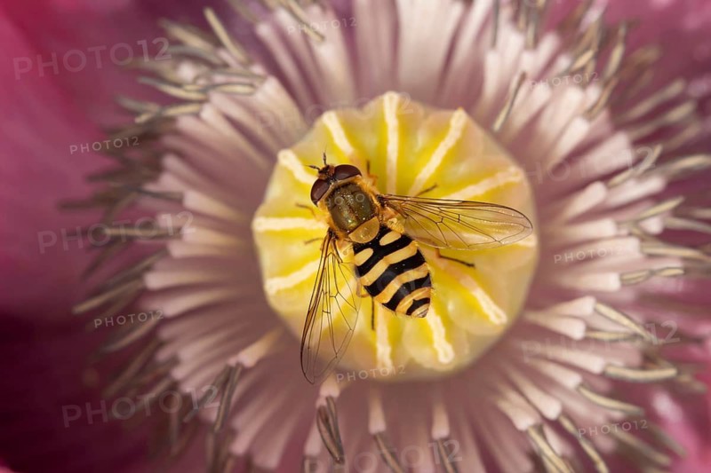 Common hoverfly (Eupeodes corollae) adult insect on a garden poppy flower in summer, Suffolk, England, United Kingdom