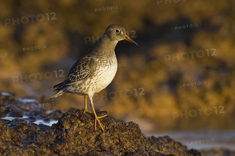 Purple Sandpiper (Calidris maritima), Asturias, Spain