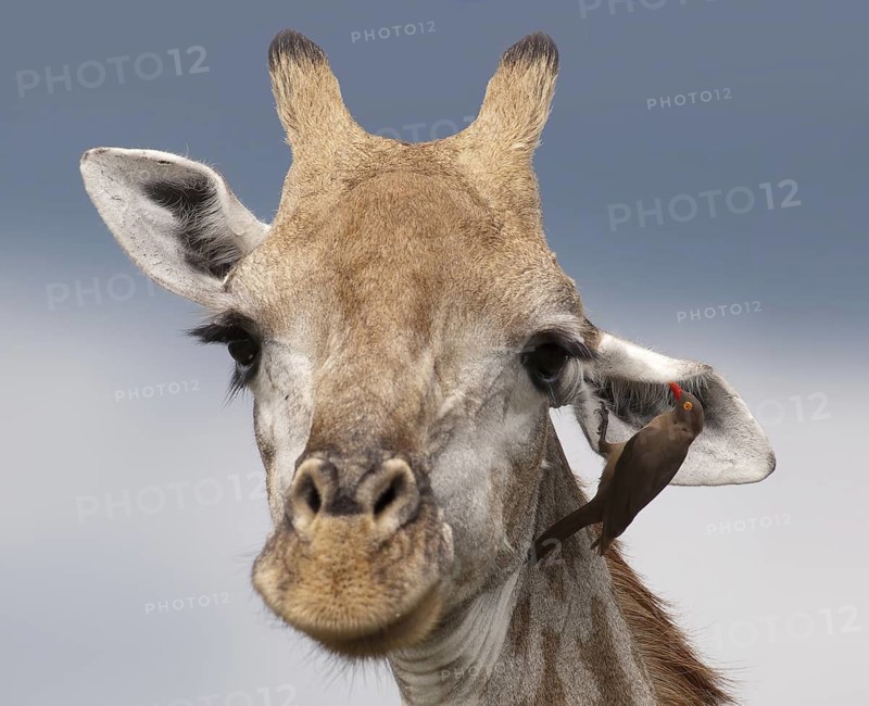 Red-billed Oxpecker (Buphagus erythrorynchus), Kruger National Park, South Africa