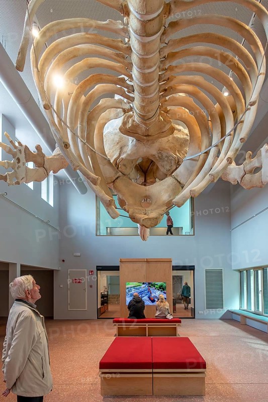 Skeleton of sperm whale Valentijn, Valentine in the NAVIGO Visserijmuseum, fishery museum at Oostduinkerke, Koksijde, West Flanders, Belgium. Model released