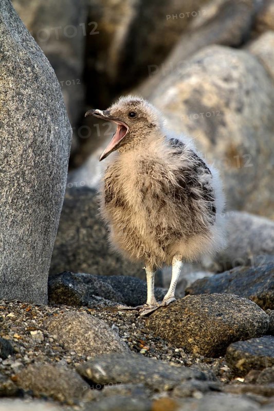 South Polar Skua (Stercorarius maccormicki) juvenile, Inexpressible Island, Antarctica