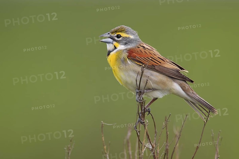 Dickcissel (Spiza americana) singing, Texas, USA