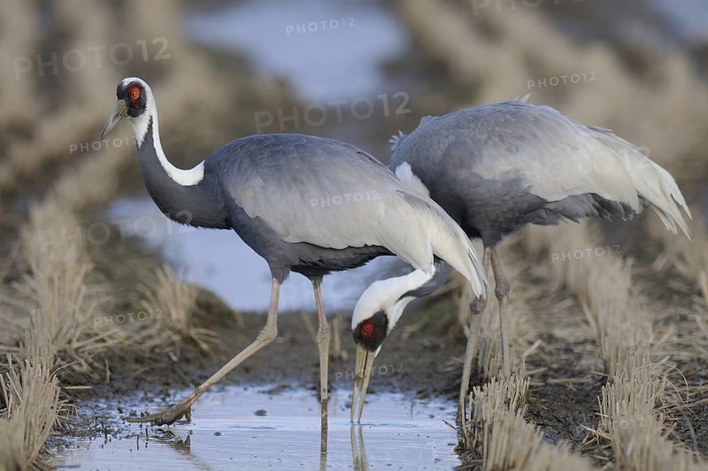 White-naped Crane (Antigone vipio) foraging, Arasaki, Japan
