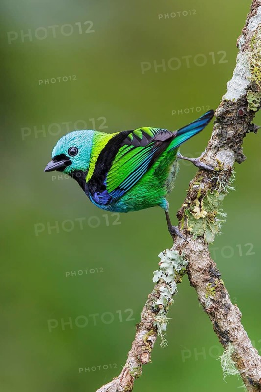 Green-headed Tanager (Tangara seledon) perched on a branch in the Atlantic rainforest of southeast Brazil