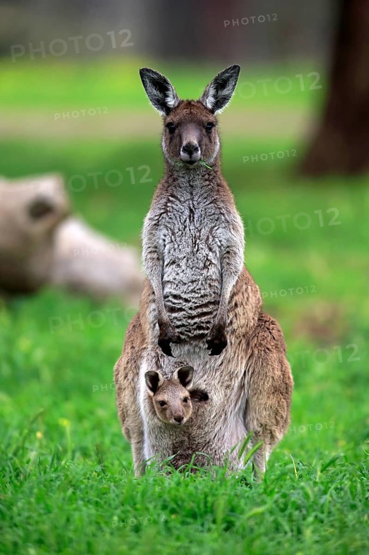 Kangaroo Island grey kangaroo (Macropus fuliginosus fuliginosus), adult, female, young animal, in pouch, young animal looking out of pouch, Kangaroo Island, Australia