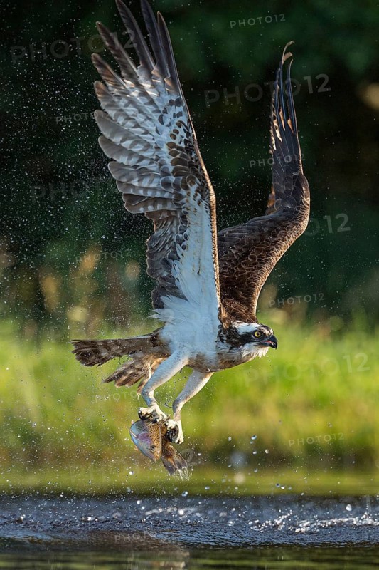 Western osprey (Pandion haliaetus) hunting with a trout, Aviemore, Scotland, Great Britain