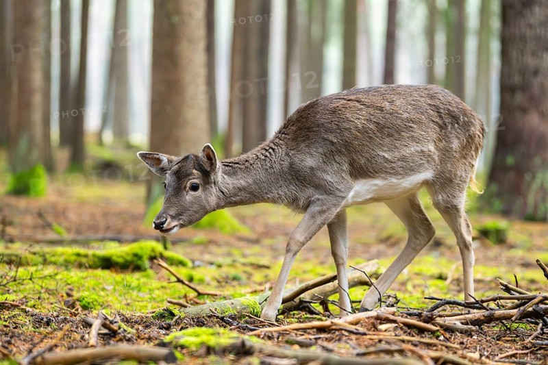 European fallow deer (Dama dama) doe in a forest in autumn, Bavaria, Germany