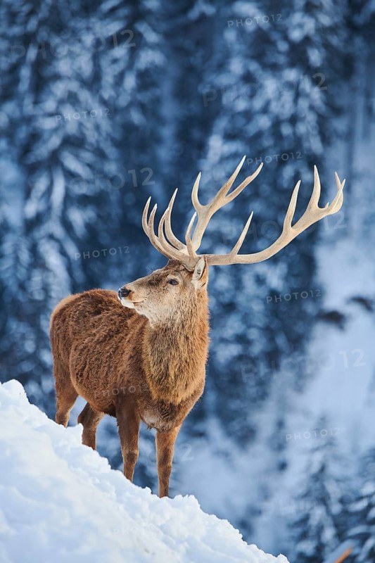 Red deer (Cervus elaphus) stag on a snowy meadow in the mountains in tirol, Kitzbühel, Wildpark Aurach, Austria