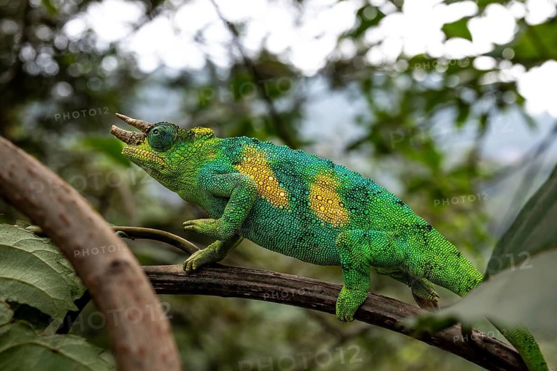 Three-horned chameleon (Trioceros jacksonii), male, Bwindi Impenetrable Forest National Park, Uganda