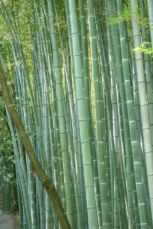 Bamboo grove, flat cane bamboo (Phyllostachys edulis 'Heterocycla'), 1.5 m deep walls as rhizome barrier, Super Rindo forest road, Japan