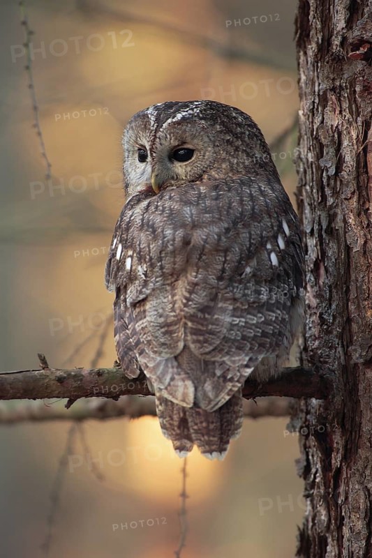 Waldkauz; lat. Strix aluco; dicht am Stamm einer Lärche im Morgenlicht sitzend