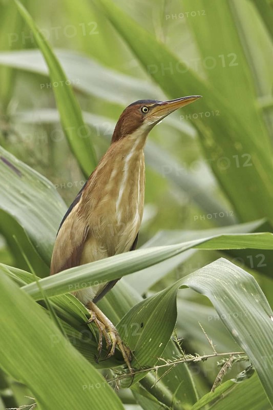 Least Bittern (Ixobrychus exilis), Ecuador