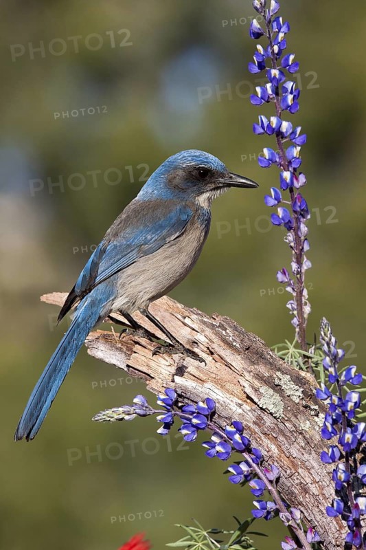 Woodhouse’s Scrub-Jay Aphelocoma woodhouseii Tucson, Pima County, Arizona, United States 12 March Adult Corvidae Formerly Western Scrub-Jay (Aphelocoma californica nevadae)