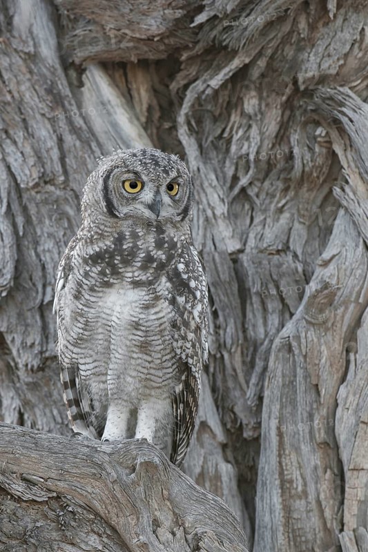 Spotted Eagle-owl (Bubo africanus) juvenile, Northern Cape, South Africa
