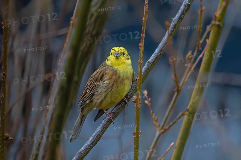 Yellowhammer (Emberiza citrinella) in woodland, Bavaria, Germany