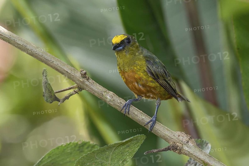 Olive-backed Euphonia (Euphonia gouldi) male, Costa Rica