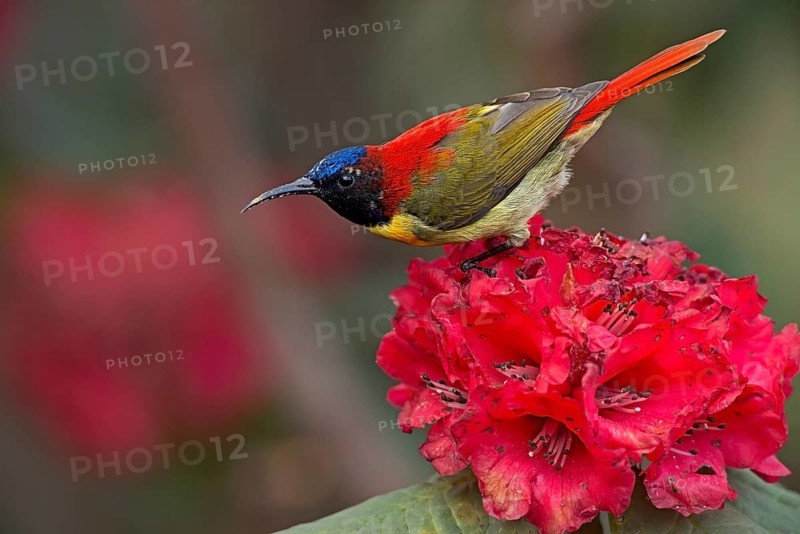 Fire-tailed Sunbird (Aethopyga ignicauda) male, Darjeeling, India