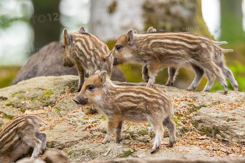 Wild boar (Sus scrofa) piglets standing in a forest, Bavaria, Germany