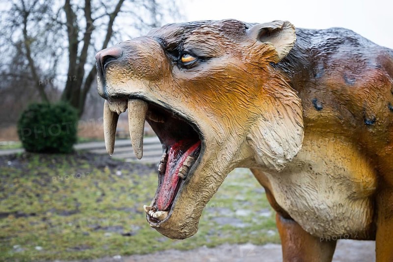 LUBIN, POLAND - JANUARY 15, 2026 - Park Wroclawski. Close-up portrait of a saber-toothed tiger model with large fangs and an open mouth, showing detailed texture of a prehistoric predator