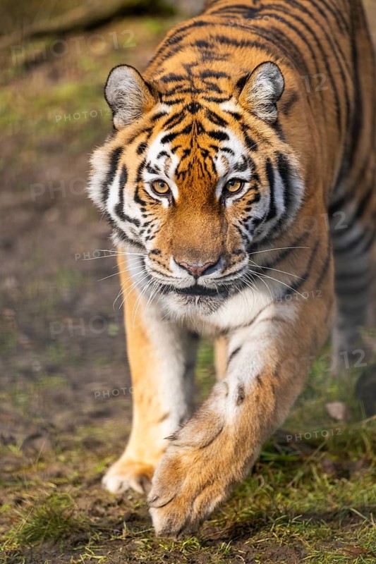 Siberian tiger (Panthera tigris tigris) walking in a forest, captive, incidence in Russia and Northeast China