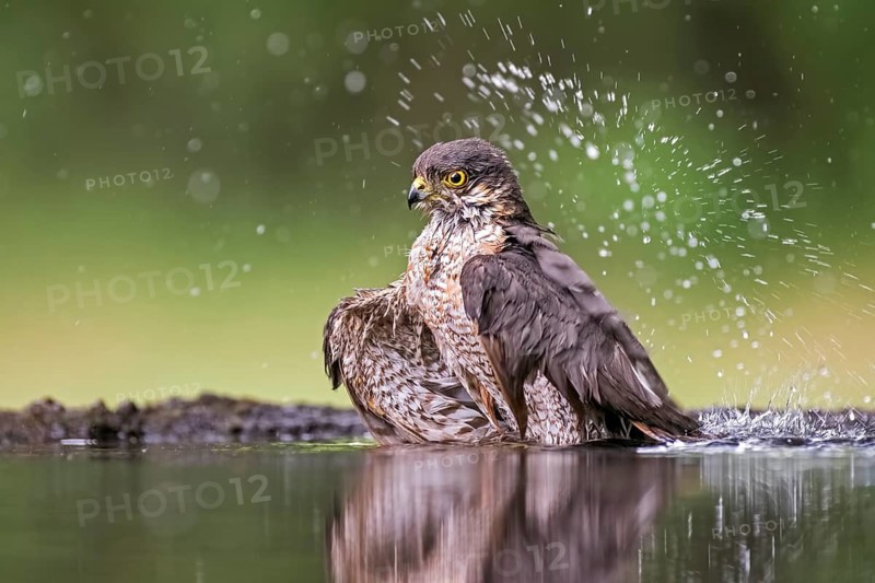 Eurasian Sparrowhawk (Accipiter nisus) male bathing at a waterhole, Hungary