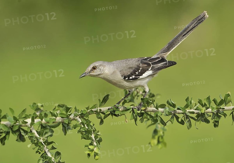 Northern Mockingbird (Mimus polyglottos), Texas, USA
