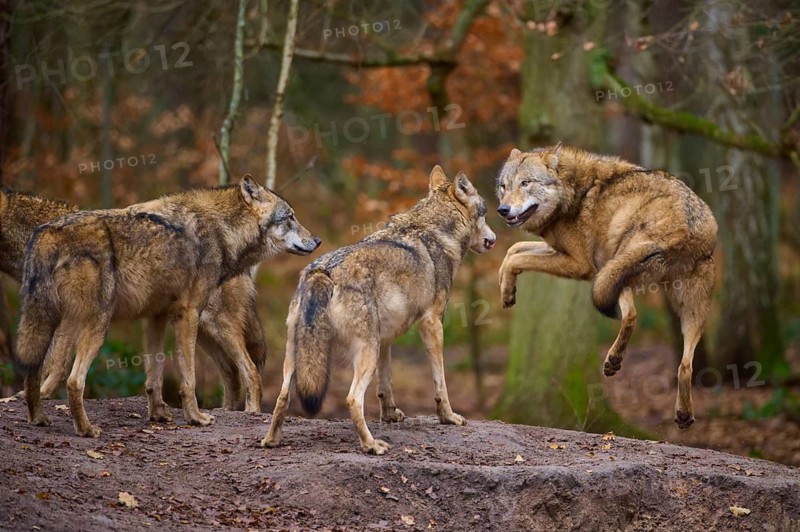 A wolf playfully jumps in front of other wolves in a wooded environment, Wolf (Canis lupus), Germany
