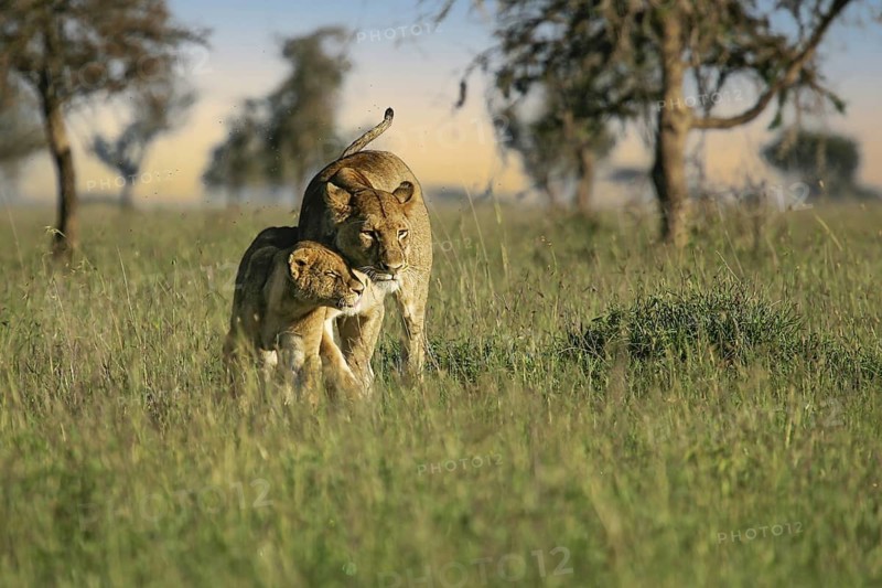 Löwe (Panthera leo) Löwin kuschelt mit Jungtier in Savanne, Serengeti, Tansania | African Lion (Panthera leo) lioness cuddling and huddling together with cub in savanna, Serengeti National Park; Tanzania