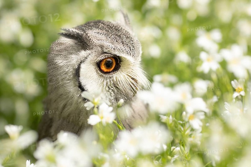 Southern White-faced Owl (Ptilopsis granti) captive, Germany
