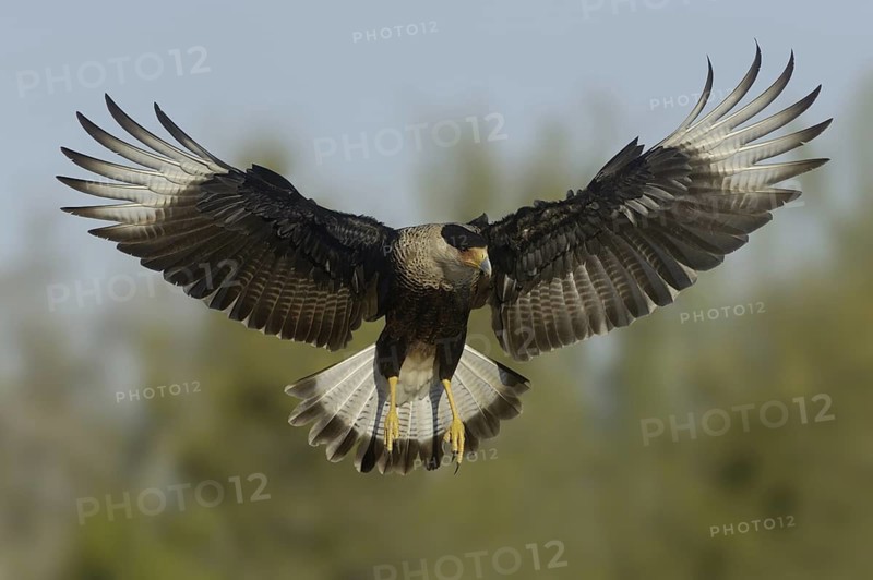 Northern Crested Caracara (Caracara cheriway) flying, Texas, USA