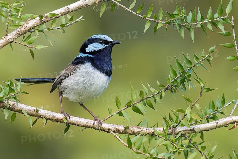 Superb Fairywren (Malurus cyaneus) perched on a branch in eastern Australia