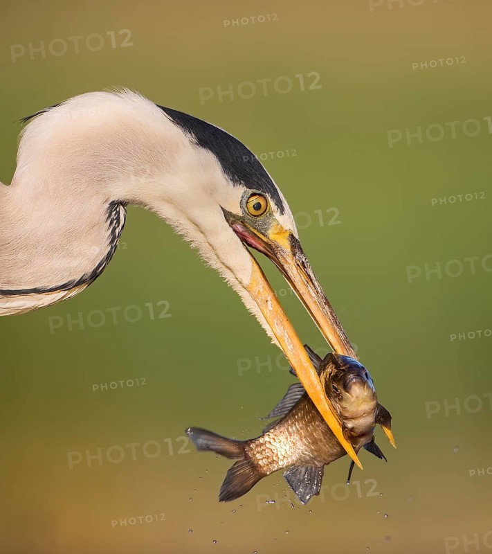 Grey Heron (Ardea cinerea) with fish prey in its beak, Hungary