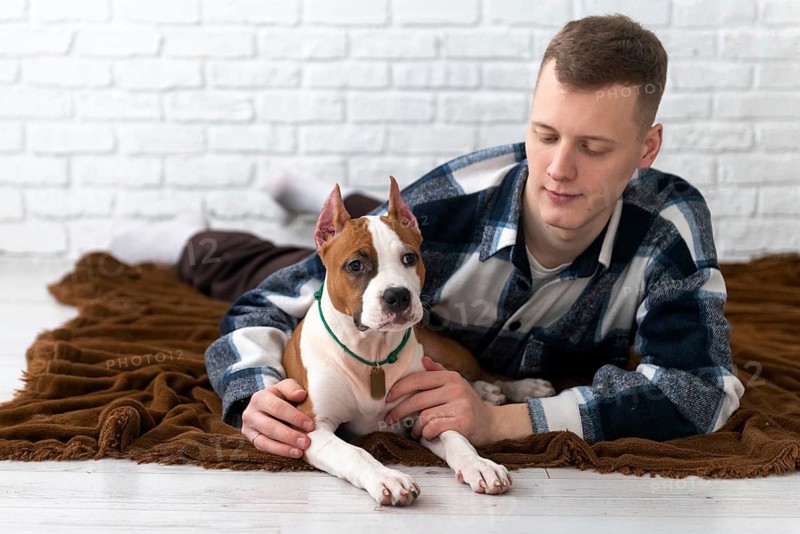 A young Caucasian man comfortably engages with a playful American Staffordshire Terrier puppy at home, both resting on a cozy brown blanket against a white brick background