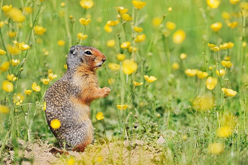 Columbia ground squirrel (Urocitellus columbianus, Spermophilus columbianus) in a flower meadow, Yoho National Park, British Columbia, Canada
