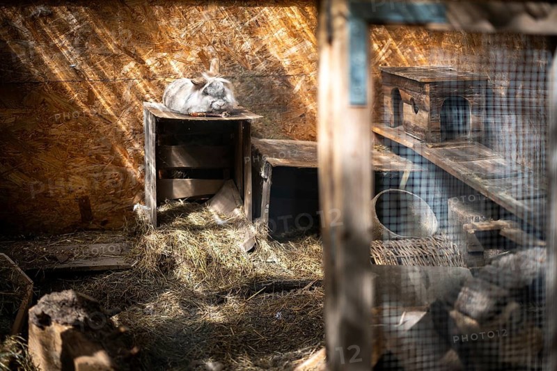 Dwarf rabbit lying on a wooden box in a stable, Stuttgart, Baden-Württemberg, Germany