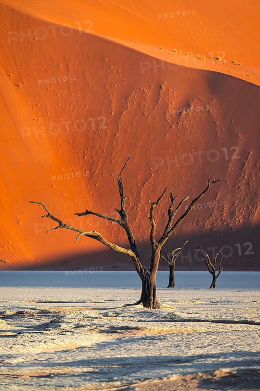 Dead camel thorn trees (Vachellia erioloba), red sand dunes, white salt pan, Dead Vlei, Sossusvlei, Namib Desert, Namib-Naukluft Park, Namibia