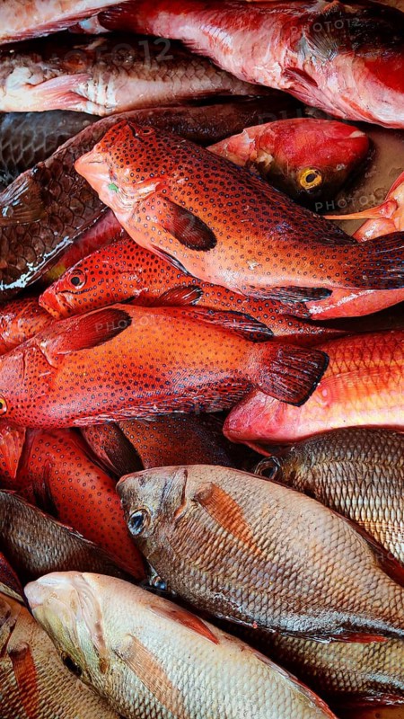 Close-up of fresh red fish, parrotfish (Scarinae) with detailed skins, Mindelo fish market, Mindelo, Sao Vicente, Cabo Verde, Cape Verde, Cape Verde Islands