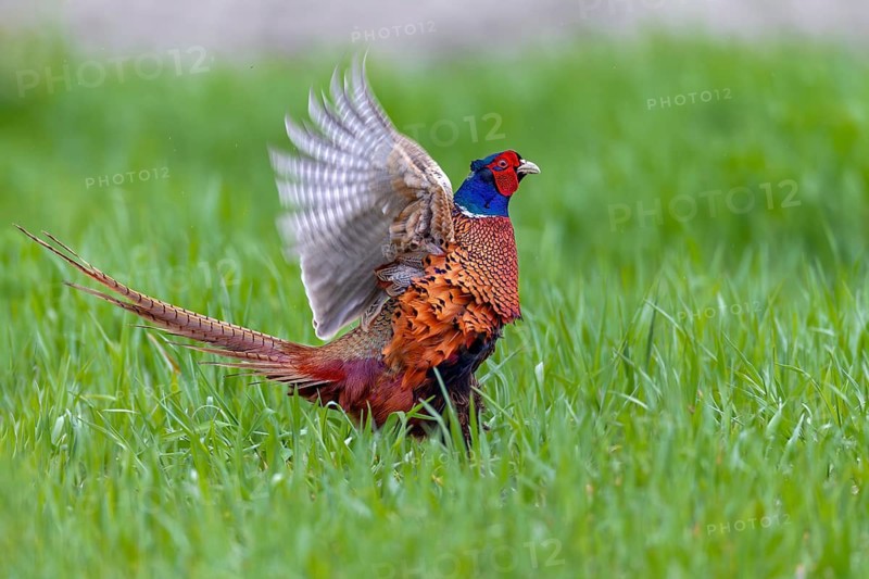 The powerful wing beats of mating pheasant cocks (Phasianus colchicus) often lift them off the ground at the end of the mating ritual, mating season, mating dress, mating season, mating ritual, April, Germany