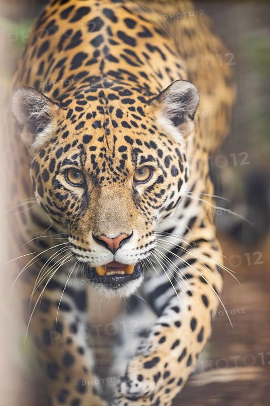 Leopard (Panthera pardus) walking, portrait, captive, distribution africa