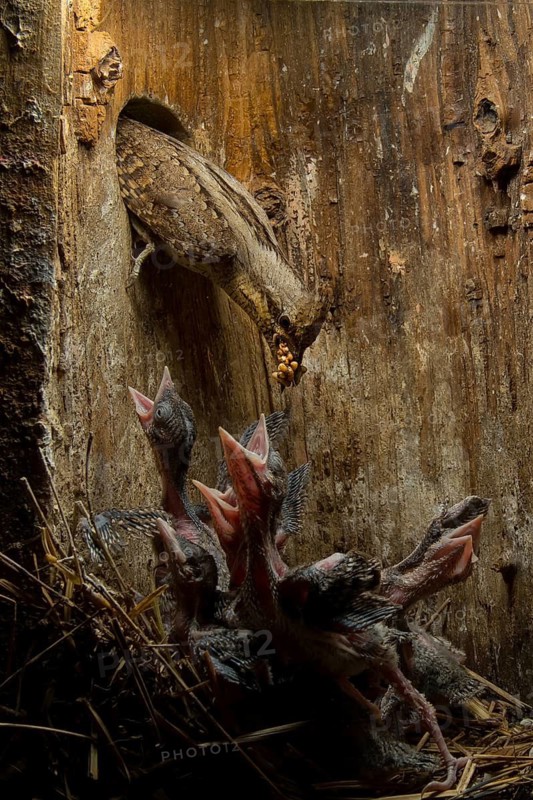 Eurasian Wryneck (Jynx torquilla) feeding chicks in nesting box, Saxony, Germany