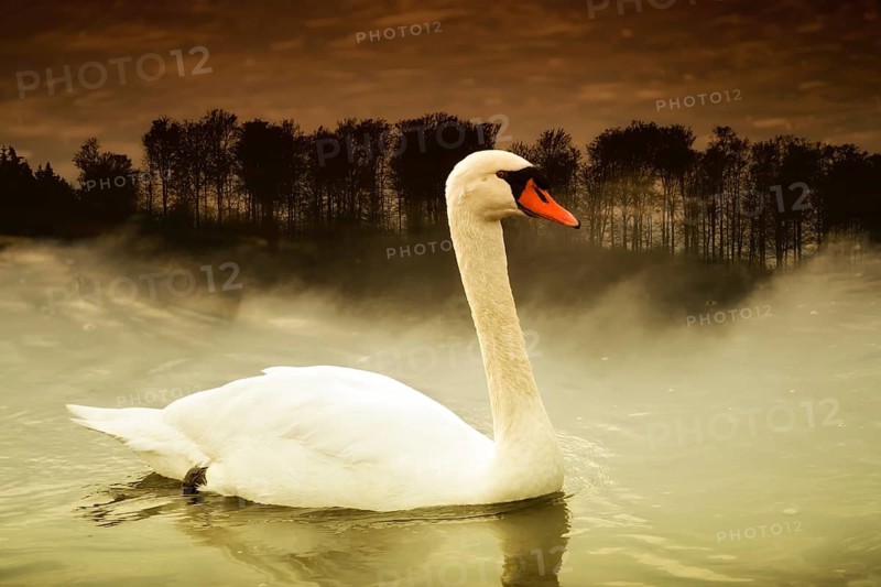 A swan at Weser River, digitally edited, Weser Uplands, Weserbergland, Hesse, Germany