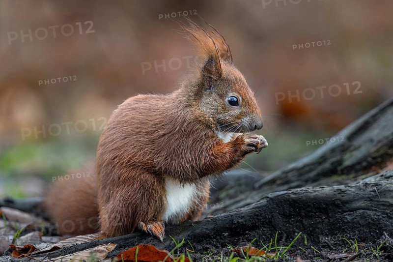 Feeding grounds set up by hunters are not only popular with wild boar, you can clearly see the daily rations on this chubby squirrel (Sciurus vulgaris), food, sweet, cute, December, Germany