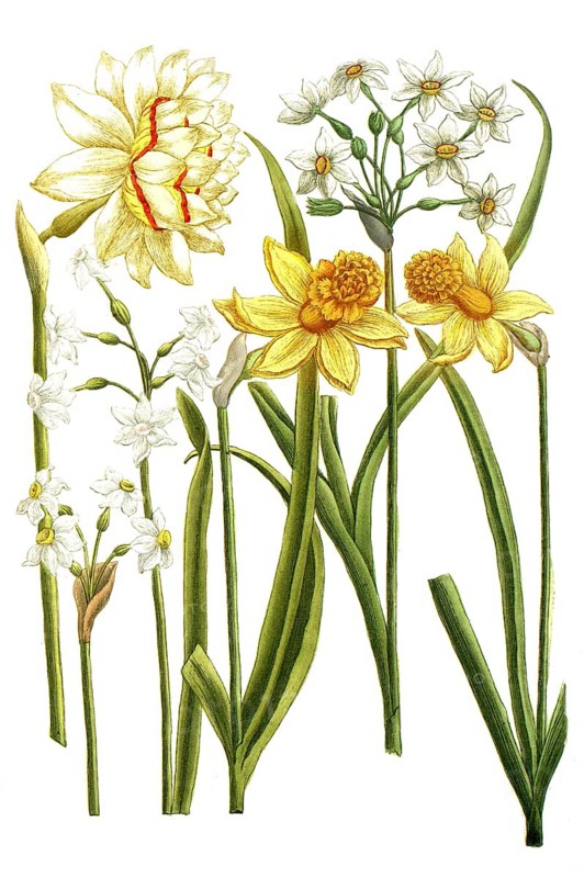 Botany, plants, narcissus, various variants of daffodil