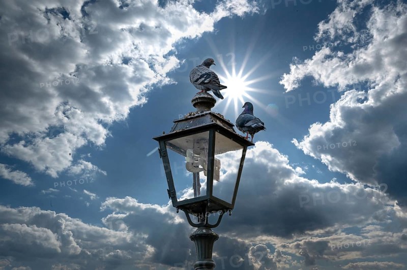 Two pigeons (Columbidae) on a lantern backlit by the sun, Franconia, Bavaria, Germany