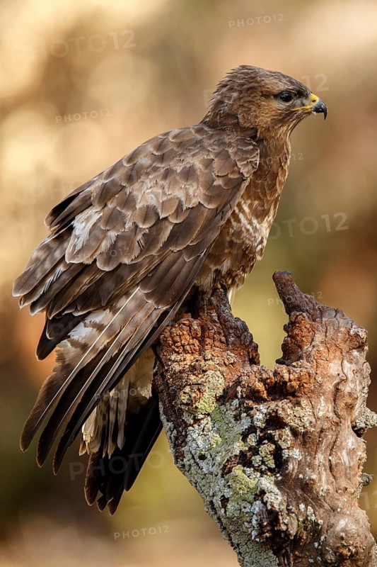 Common Buzzard (Buteo buteo), perched on a branch, Castile and Leon, Spain